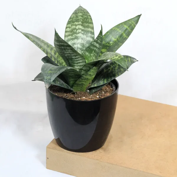 Buy Dwarf Snake Plant with colored Finished Pot From Nursery Nisarga