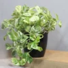 Buy Pothos N'Joy | Epipremnum aureum money plant From Nursery Nisarga