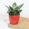 Buy Dwarf Snake Plant with colored Finished Pot From Nursery Nisarga