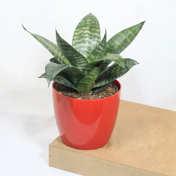 Buy Dwarf Snake Plant with colored Finished Pot From Nursery Nisarga