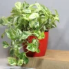 Buy Pothos N'Joy | Epipremnum aureum money plant From Nursery Nisarga