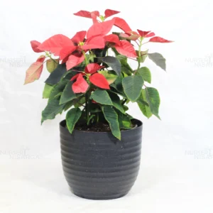 Buy Poinsettia plant | Euphorbia pulcherrima - Plants From Nursery Nisarga