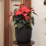 Buy Poinsettia plant | Euphorbia pulcherrima - Plants From Nursery Nisarga