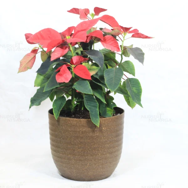 Buy Poinsettia plant | Euphorbia pulcherrima - Plants From Nursery Nisarga