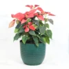 Buy Poinsettia plant | Euphorbia pulcherrima - Plants From Nursery Nisarga