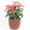 Buy Poinsettia plant | Euphorbia pulcherrima - Plants From Nursery Nisarga