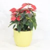 Buy Poinsettia plant | Euphorbia pulcherrima - Plants From Nursery Nisarga