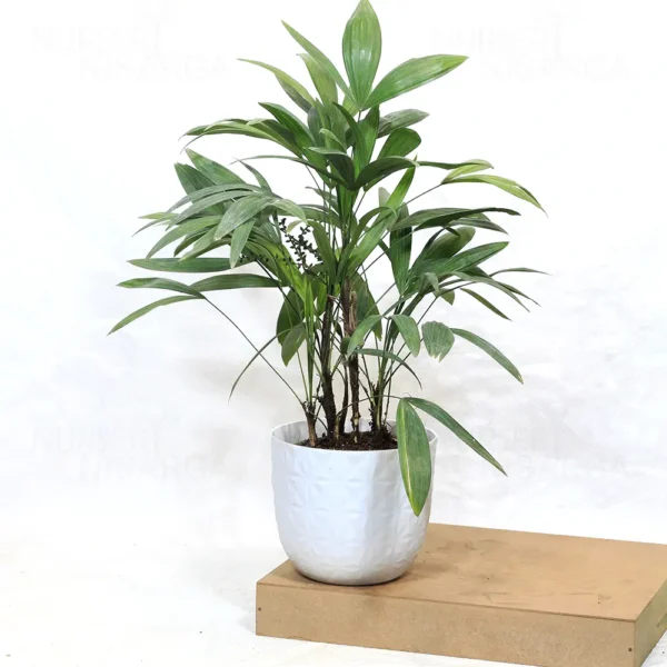 Buy Dwarf Rhapis Excelsa - Lady Finger Palm From Nursery Nisarga