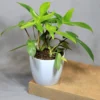 Buy Philodendron Florida Ghost - Plant Buy From Nursery Nisarga