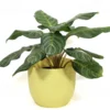 Buy Aglaonema Moonlight Bay (Pink Stem) - Plant From Nursery Nisarga