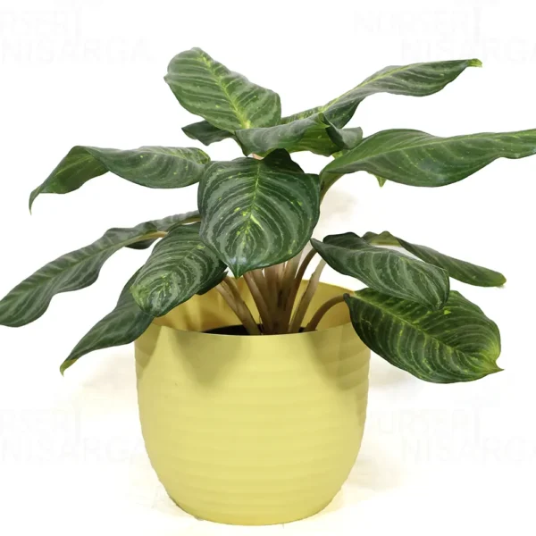 Buy Aglaonema Moonlight Bay (Pink Stem) - Plant From Nursery Nisarga