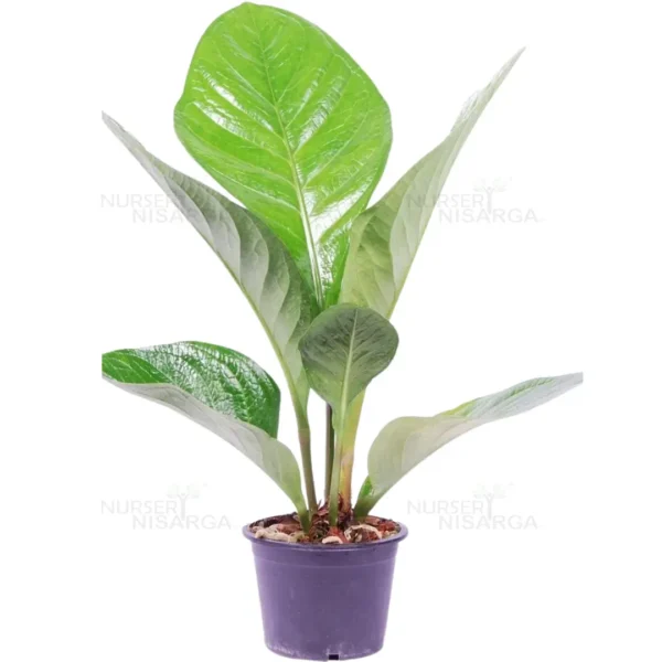 Buy Anthurium ‘Jenmanni’ - Plant from Nursery Nisarga