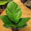 Buy Anthurium ‘Jenmanni’ - Plant from Nursery Nisarga