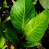 Buy Anthurium ‘Jenmanni’ - Plant from Nursery Nisarga