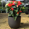 Buy Poinsettia (Euphorbia Pulcherrima) - Variegated plant online at nursery nisarga