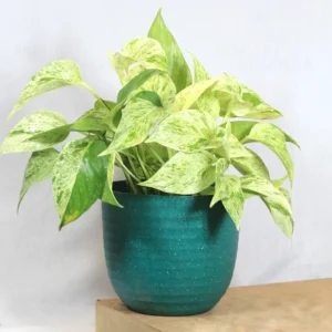 Buy Marbale Queen Pothos – Money plant from nursery nisarga