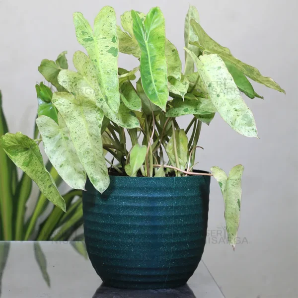 Buy Philodendron burle marx variegated – Plant from nursery nisarga