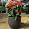Buy Poinsettia (Euphorbia Pulcherrima) - Variegated plant online at nursery nisarga