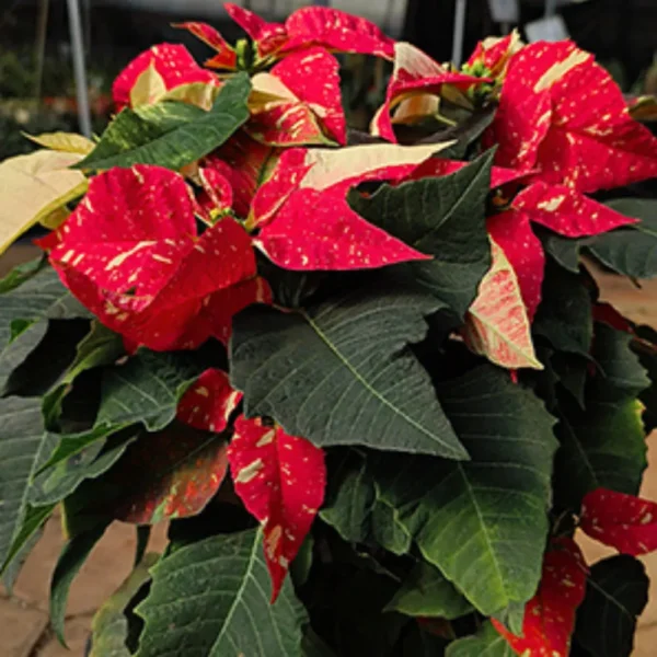 Buy Poinsettia (Euphorbia Pulcherrima) - Variegated plant online at nursery nisarga