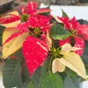 Buy Poinsettia (Euphorbia Pulcherrima) - Variegated plant online at nursery nisarga