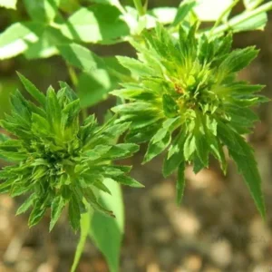 Buy Green Rose (Rosa Chinensis Viridiflora) - Plant from nursery nsarga