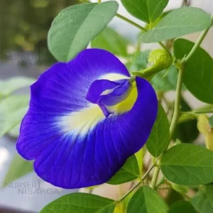 Buy Aparajita, Clitoria ternatea, Gokarna – plant from nursery niarga