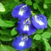 Buy Aparajita, Clitoria ternatea, Gokarna – plant from nursery niarga