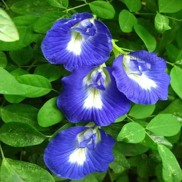 Buy Aparajita, Clitoria ternatea, Gokarna – plant from nursery niarga