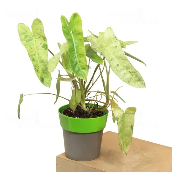 Buy Philodendron "burle marx" variegated - Plant from Nursery Nisarga