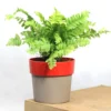 Buy Mini Fern Plant ( Boston Compacta) from nursery nisarga