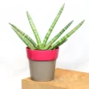 Buy Sansevieria Boncel, Star snake plant from Nursery Nisarga