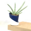 Buy Sansevieria Boncel, Star snake plant from Nursery Nisarga