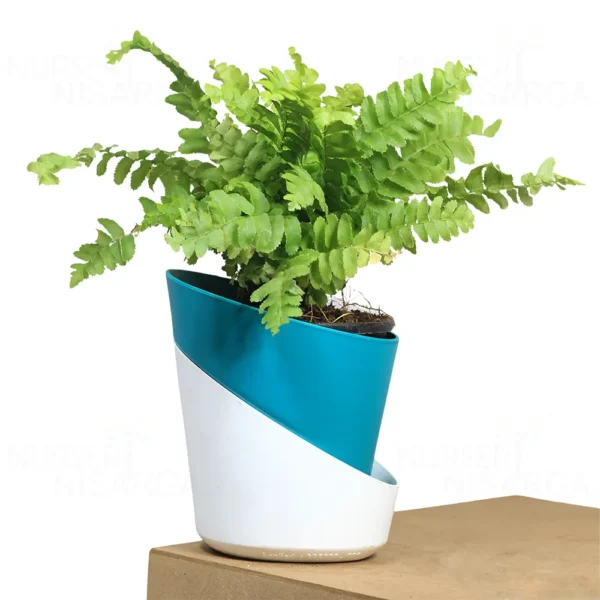 Buy Mini Fern Plant ( Boston Compacta) from nursery nisarga