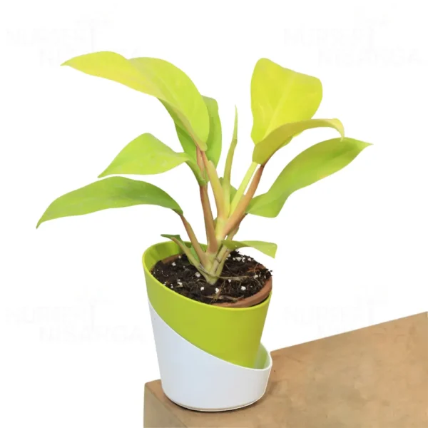 Buy Philodendron Lemon Lime (Ceylon Golden) from nursery nisarga