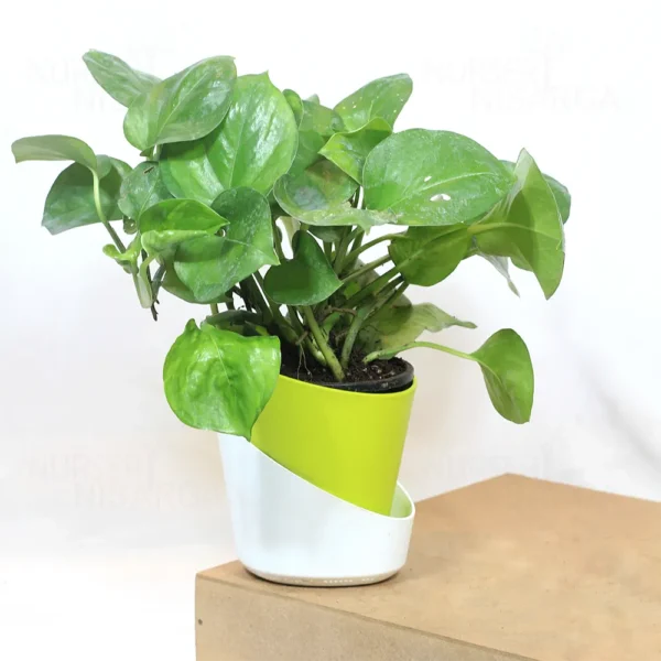 Buy Manjula Pothos Green (Epipremnum aureum) - Plant from nursery nisarga