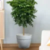 Buy China Doll (serpent tree,emerald tree) "Radermachera Sinica" - XL Plant from nursery nisarga