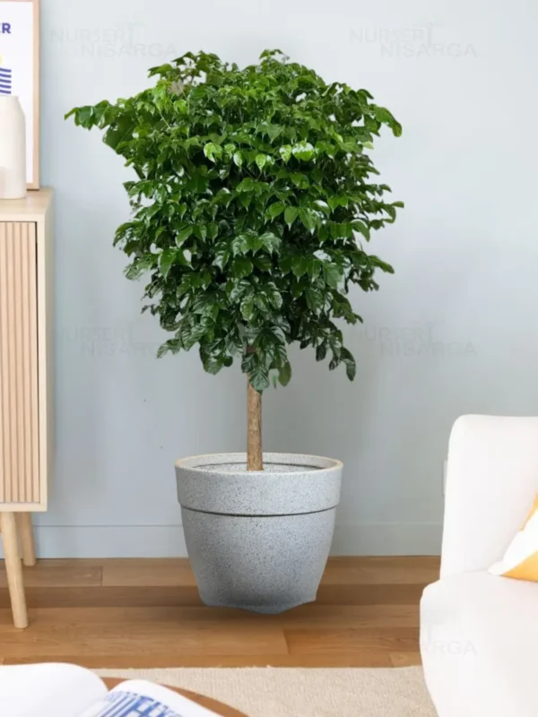 Buy China Doll (serpent tree,emerald tree) "Radermachera Sinica" - XL Plant from nursery nisarga