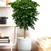 Buy China Doll (serpent tree,emerald tree) "Radermachera Sinica" - XL Plant from nursery nisarga