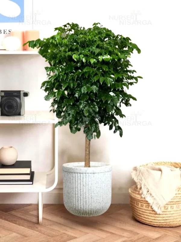 Buy China Doll (serpent tree,emerald tree) "Radermachera Sinica" - XL Plant from nursery nisarga