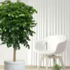 Buy China Doll (serpent tree,emerald tree) "Radermachera Sinica" - XL Plant from nursery nisarga