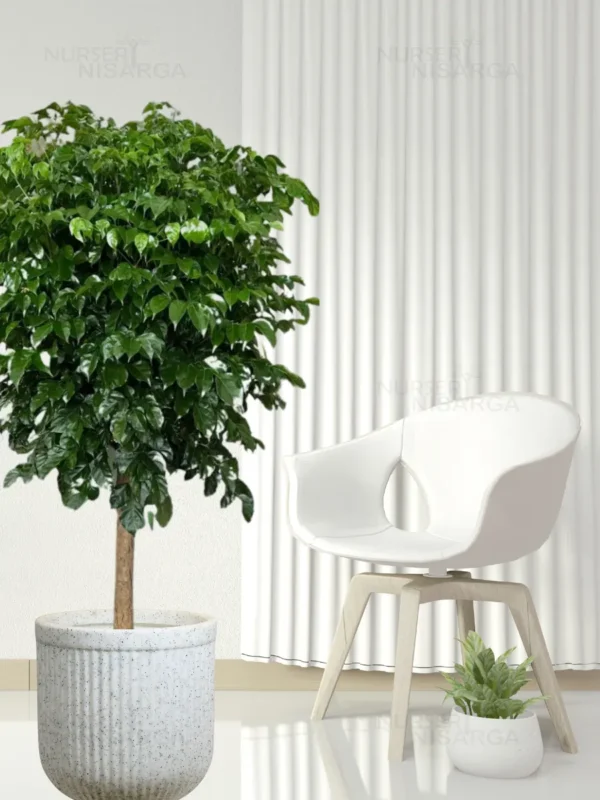 Buy China Doll (serpent tree,emerald tree) "Radermachera Sinica" - XL Plant from nursery nisarga