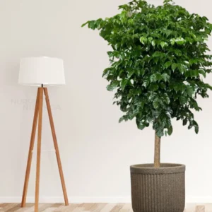 Buy China Doll (serpent tree,emerald tree) "Radermachera Sinica" - XL Plant from nursery nisarga