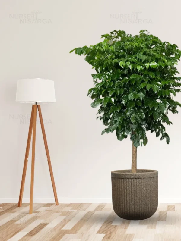 Buy China Doll (serpent tree,emerald tree) "Radermachera Sinica" - XL Plant from nursery nisarga