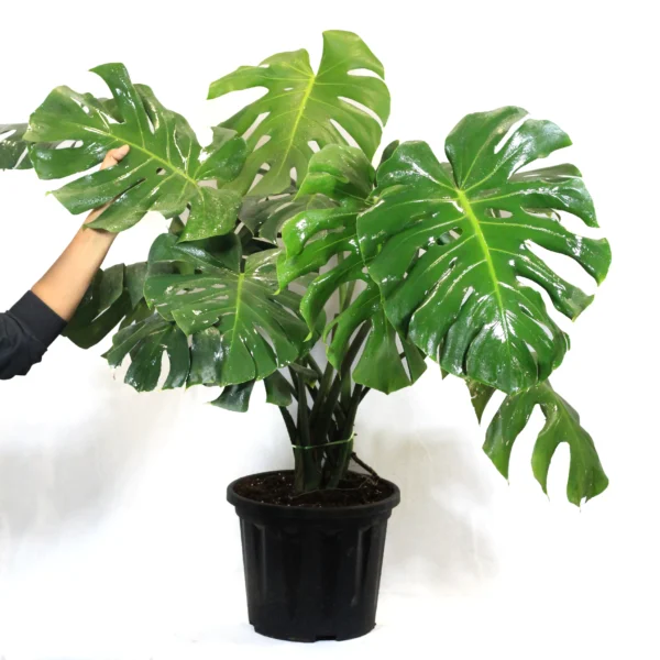 Buy Monstera deliciosa | Swiss Cheese Plant from nursery nisarga