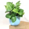 Manjula Pothos Green (Epipremnum aureum) - Plant