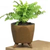 Buy Mini Fern Plant ( Boston Compacta) from nursery nisarga