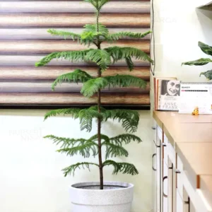 Buy Christmas Tree “Araucaria columnaris” – XL Plant from nursery nisarga