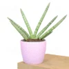 Buy Sansevieria Boncel, Star snake plant from Nursery NisargaBuy Sansevieria Boncel, Star snake plant from Nursery Nisarga