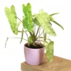 Buy Philodendron "burle marx" variegated - Plant from Nursery Nisarga