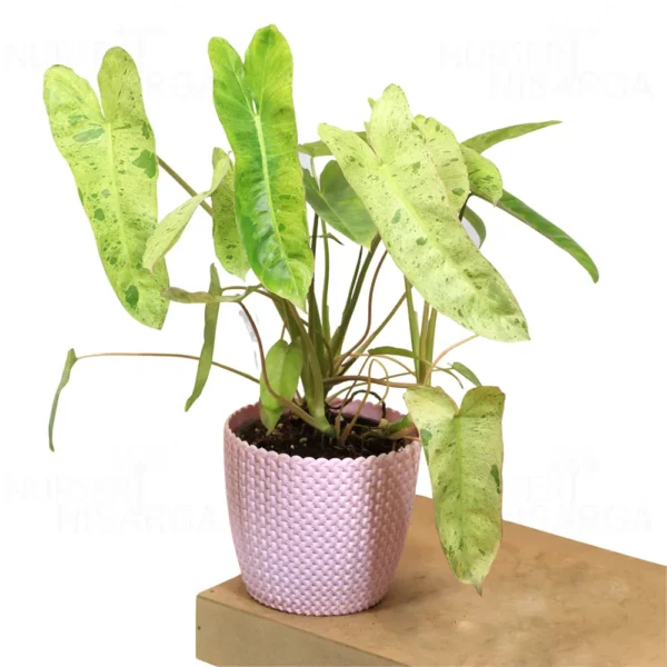 Buy Philodendron "burle marx" variegated - Plant from Nursery Nisarga